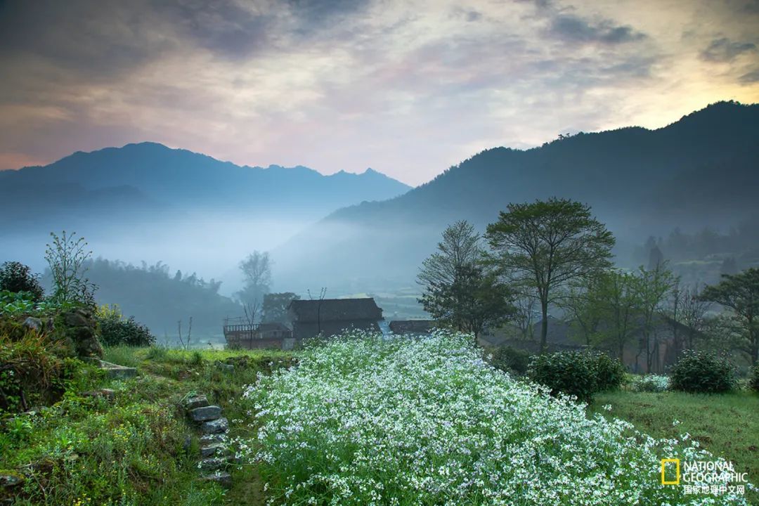 徽州归来不看春,中国江南春意的最高潮! - 中国文旅网